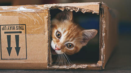  pisica ghimbir ascunsă într-o cutie de carton