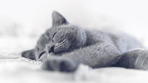 pisica gri care doarme