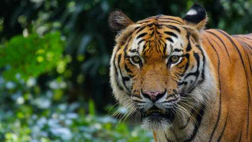 tigru in natura