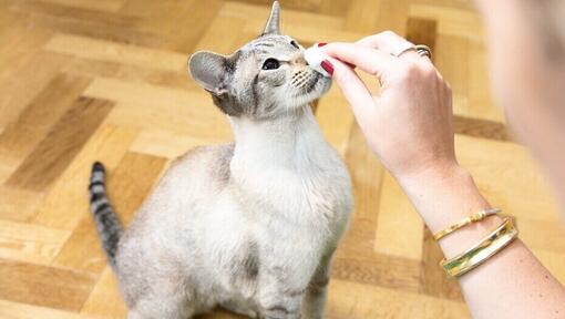 sanatate pisici si stapan care sterge nasul unei pisici