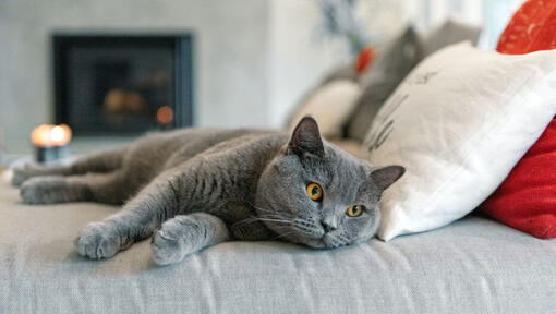 Pisica British Shorthair care trage un pui de somn pe canapea