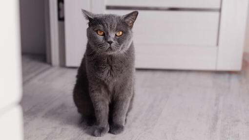 Pisica gri British Shorthair stand in fund pe o podea privind morocanoasa in fata 