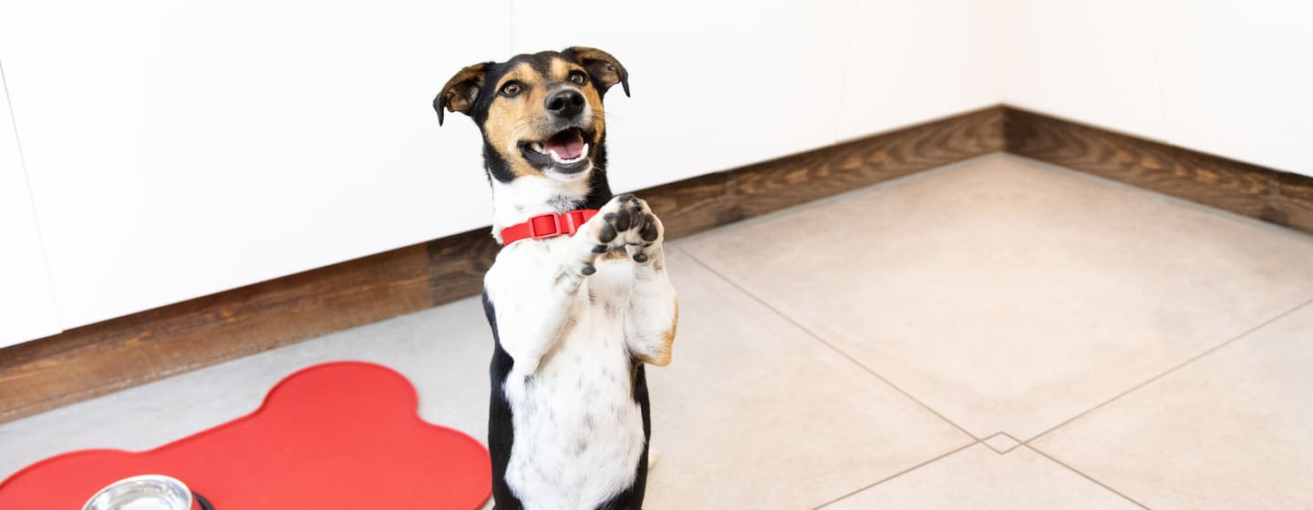 Jack Russell privind în sus, icon verde caine si pui de caine,