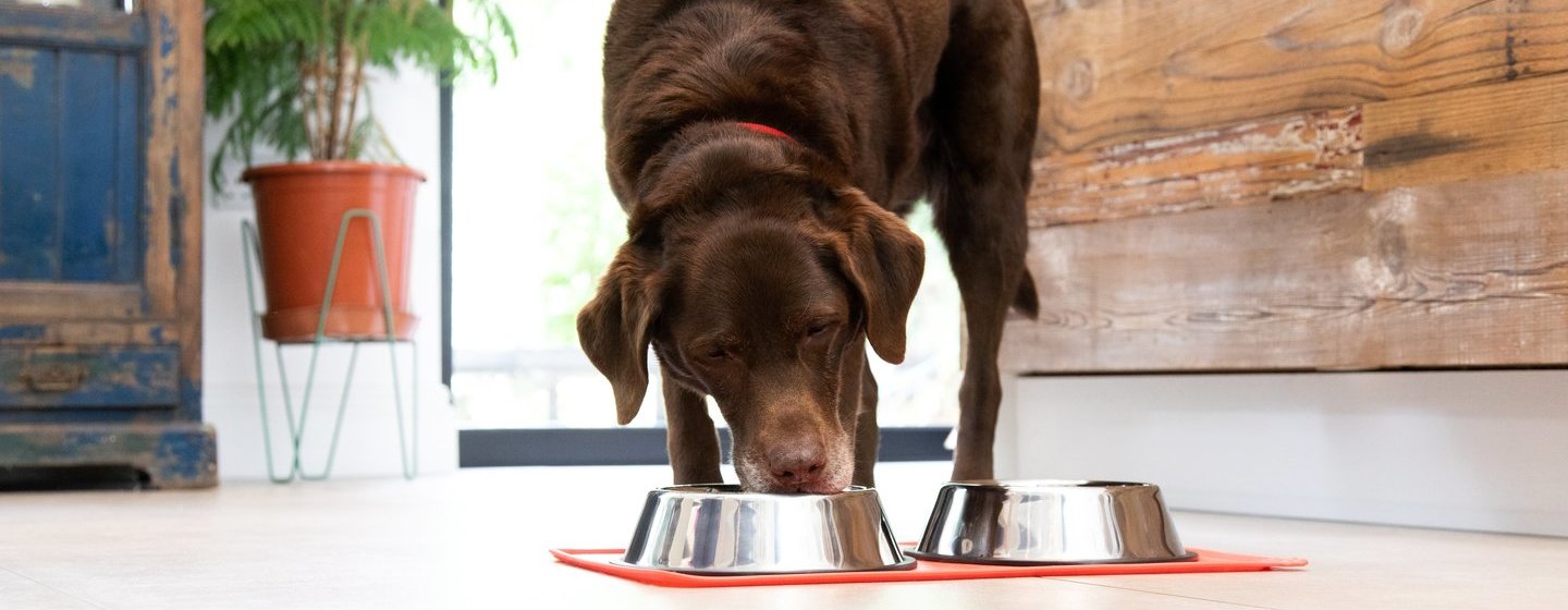 Labrador castanho a comer da tigela