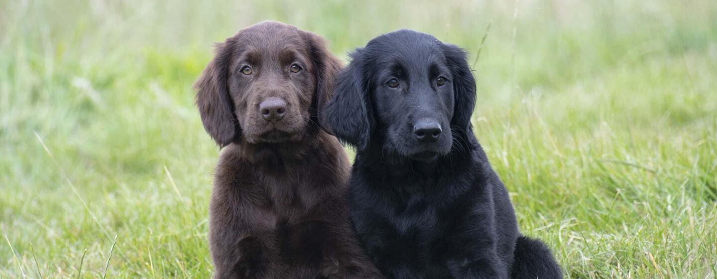 Cachorro castanho e preto sentado no campo de relva