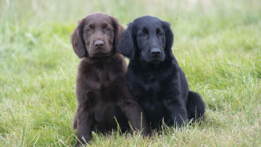 Cachorro castanho e preto sentado no campo de relva