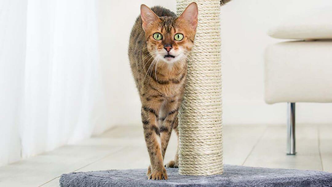 gato malhado a esfregar contra poste de coçar