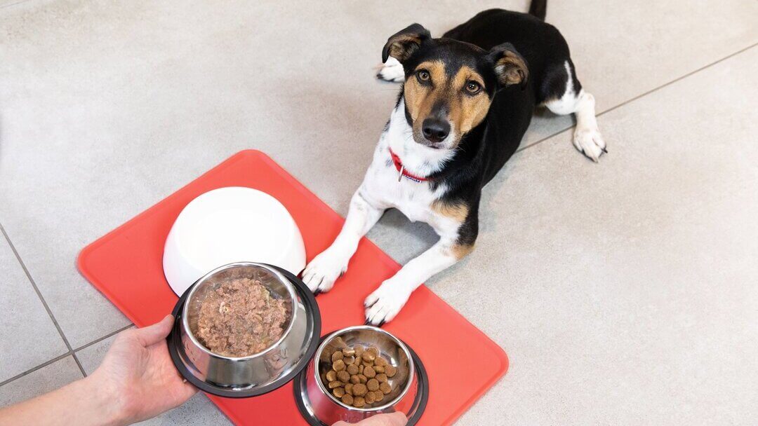 Tabel cantitate hrana caini junior: ce mananca cainii mici | Purina