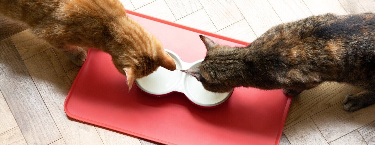 Gatos a comer em tigelas
