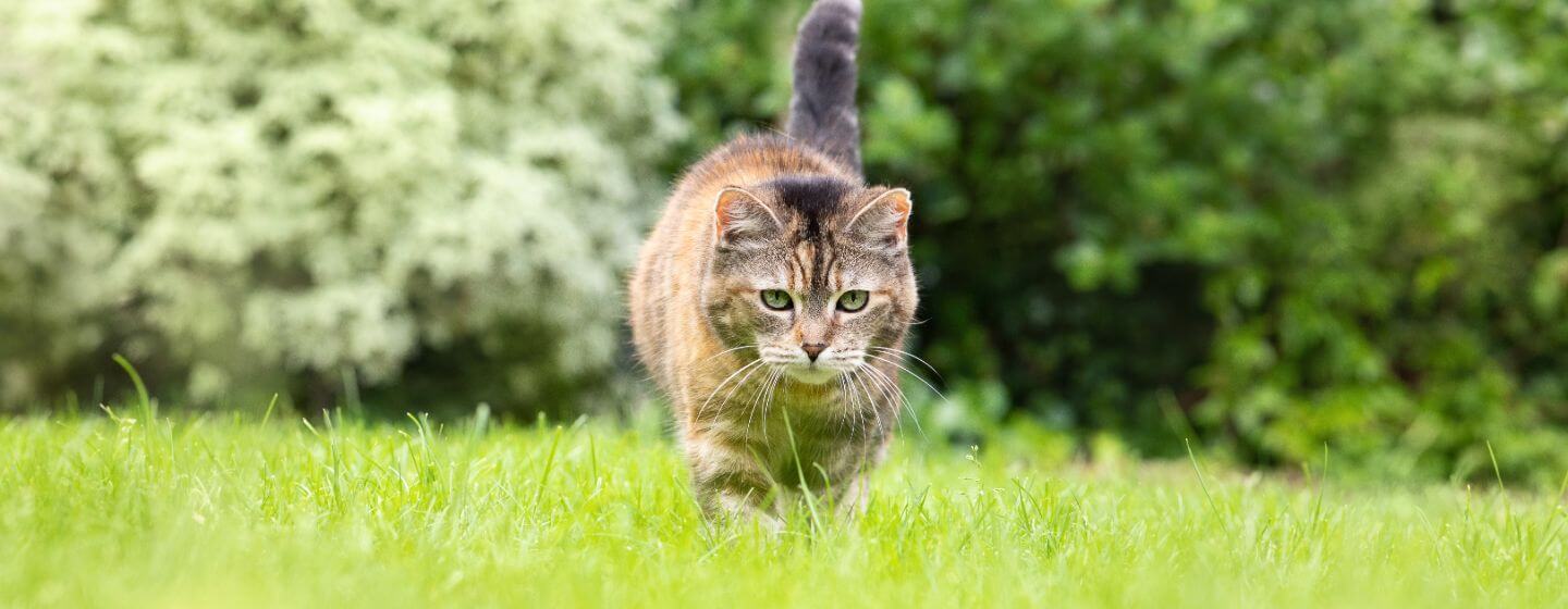 Pisica târâind în iarbă