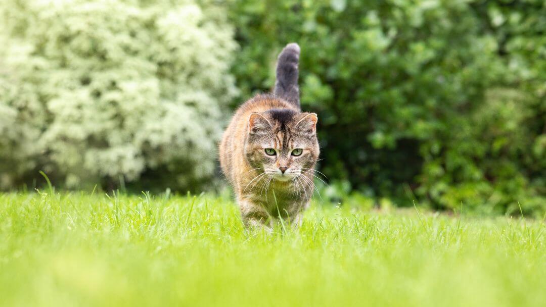 Pisica târâind în iarbă