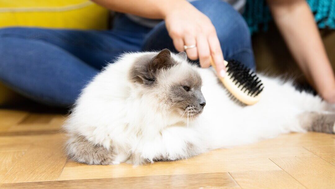 gato branco a ser escovado