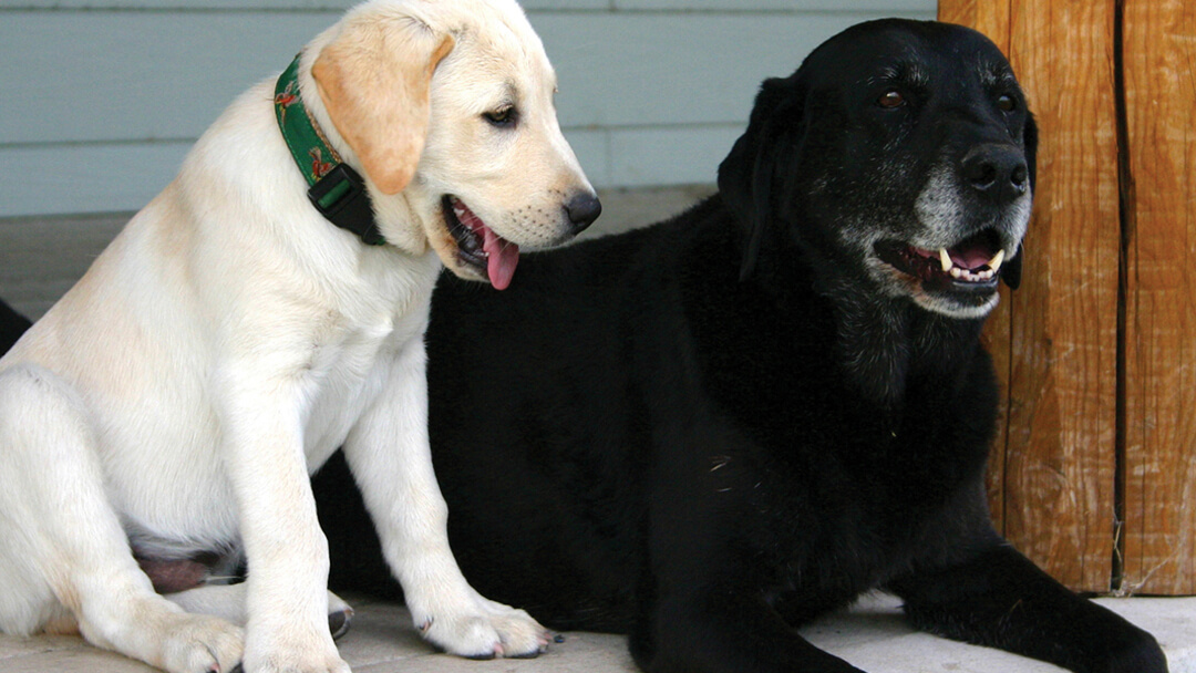 Cățeluș tânăr lângă un câine mai în vârstă