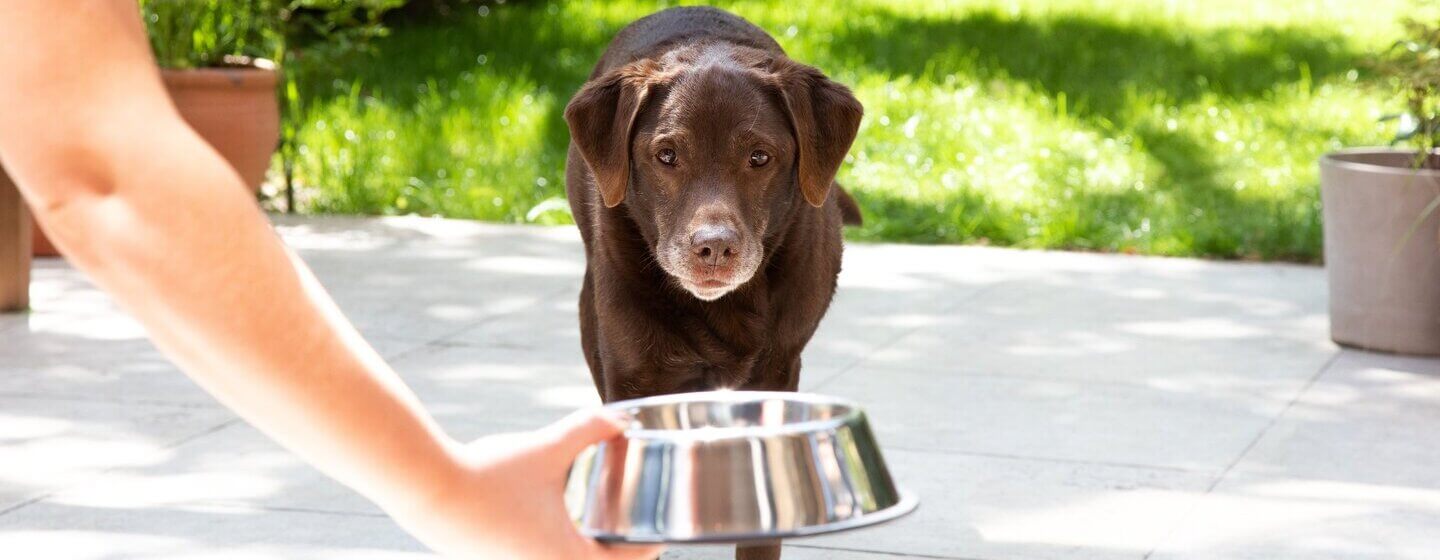 Labrador mais velho a ser entregue uma tigela