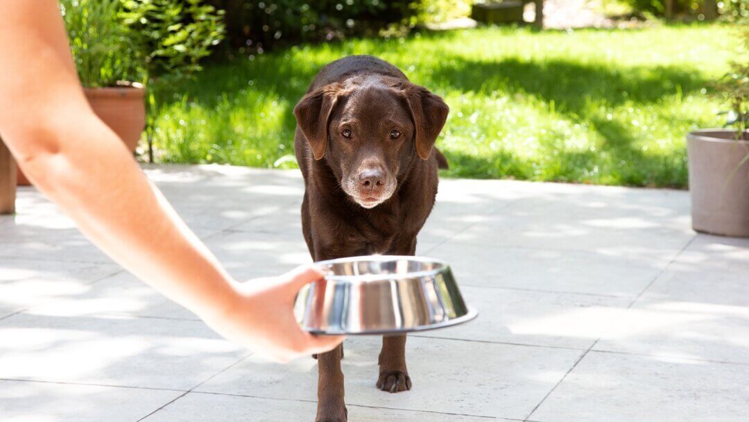 Labrador mais velho a ser entregue uma tigela