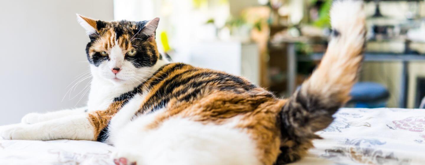 Gato manchado deitada na cama.