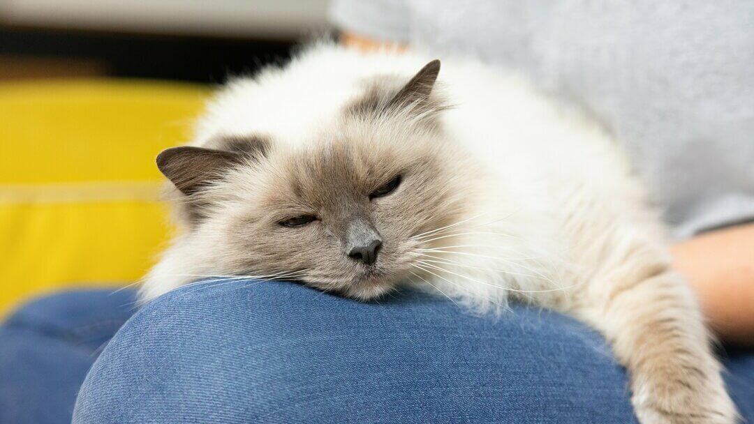 Pisica adormită pe genunchiul proprietarului