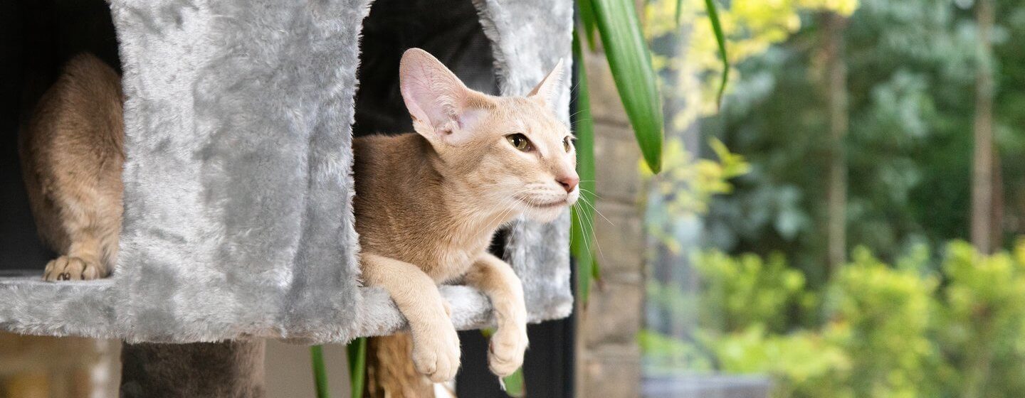 Gato peludo claro sentado numa cesta de gato cinzento.