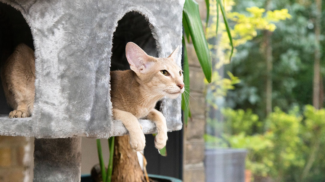 Gato peludo claro sentado numa cesta de gato cinzento.