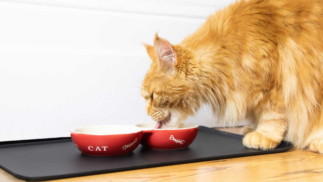 Hrană pentru pisici pentru rinichi și îngrijirea rinichilor