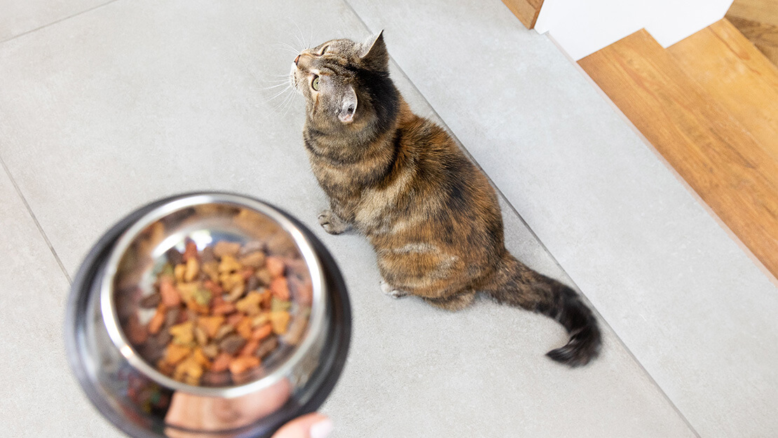 Hrană pentru pisici pentru îngrijire gastrointestinală