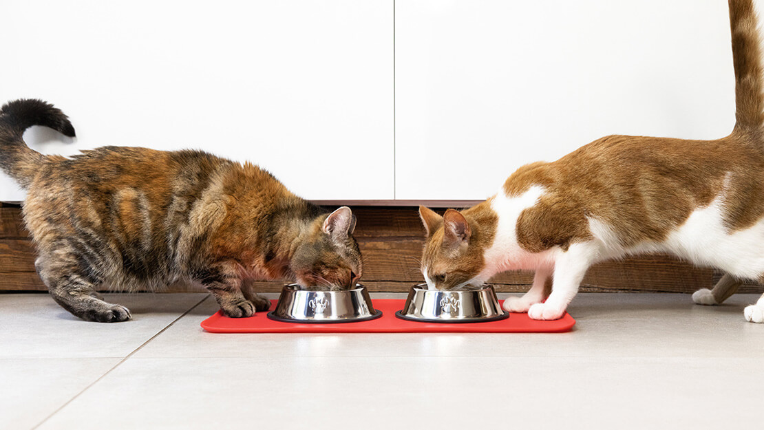 Hrană hipoalergenică pentru pisici