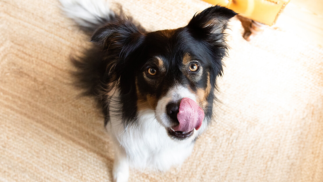 Hrană pentru câini pentru digestie sensibilă