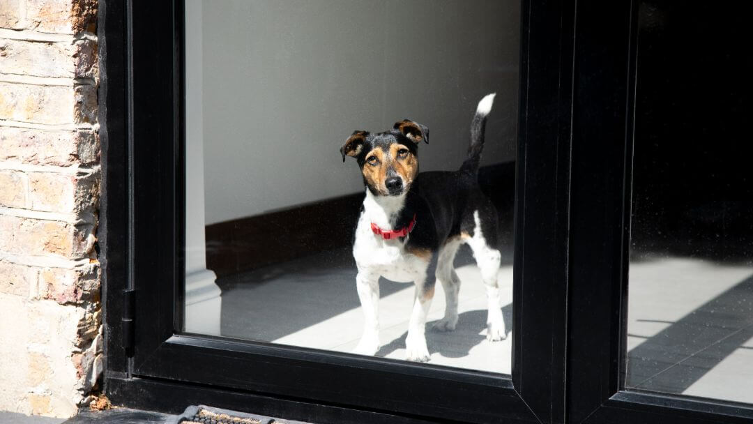 Jack Russell Terrier cu guler roșu, privind pe fereastră.