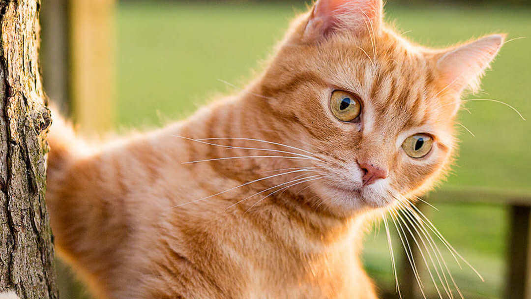 Ce înseamnă microciparea puilor de pisică