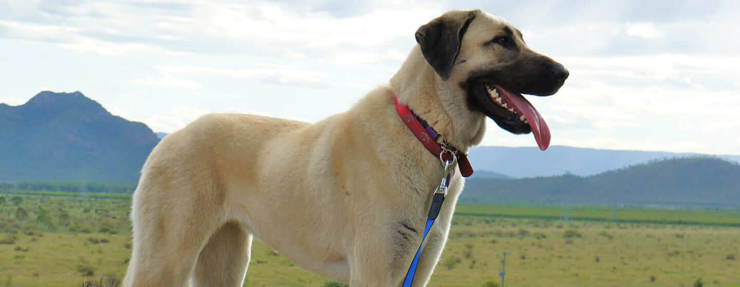 Câine care stă pe câmp cu munți în fundal