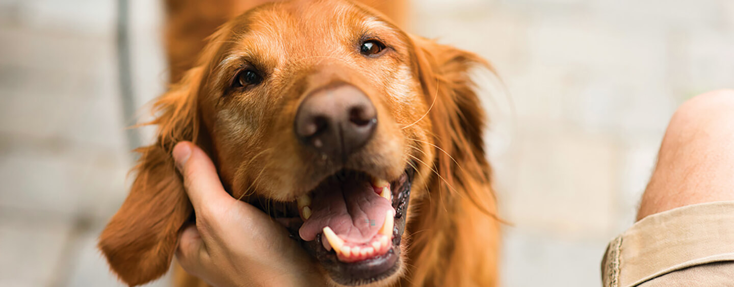 Deparazitarea la câini: Când și cum se realizează?