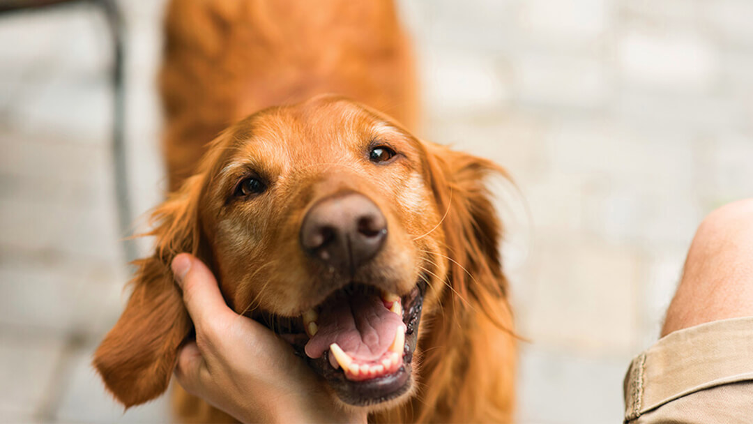 Deparazitarea la câini: Când și cum se realizează?