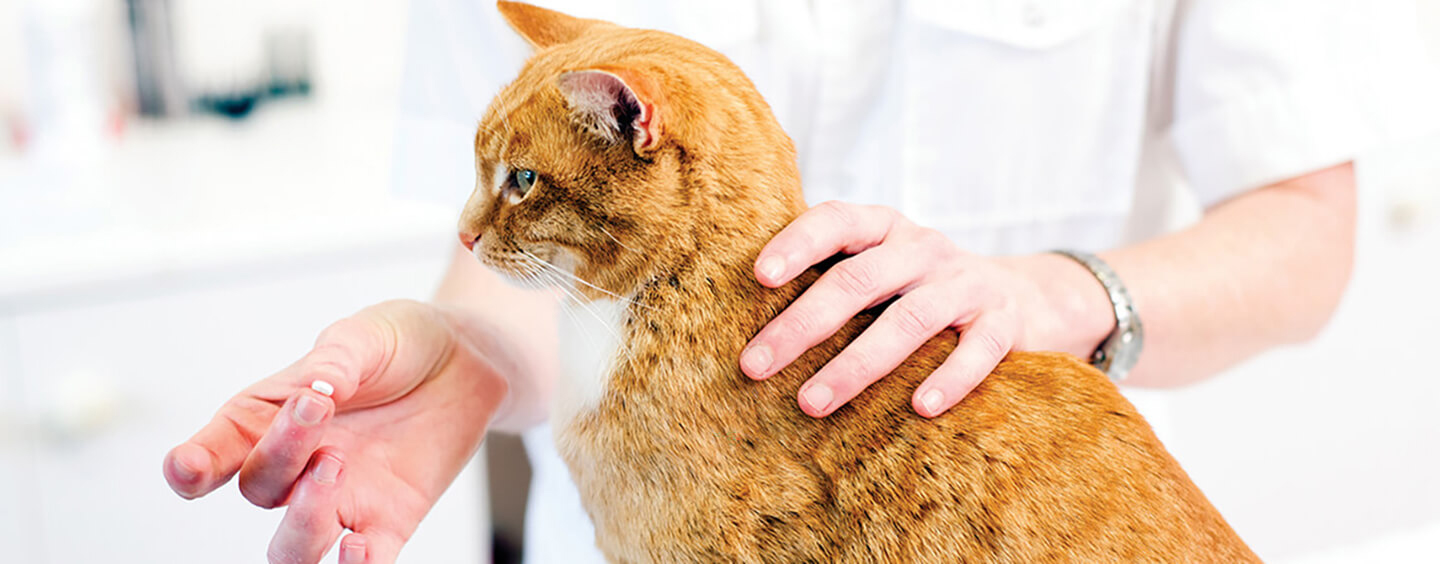 Deparazitarea la pisici: Când și cum se realizează?