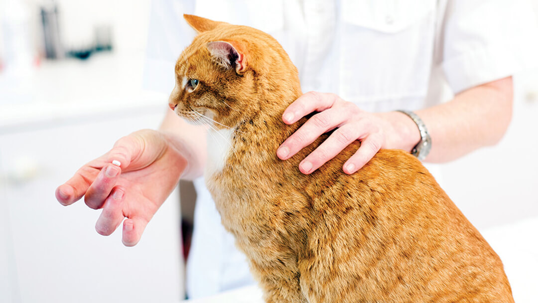 Deparazitarea la pisici: Când și cum se realizează?