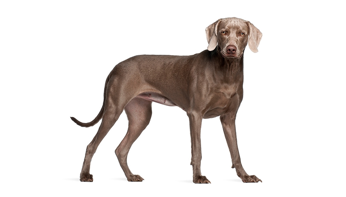 Dog Chow hrana caine senior