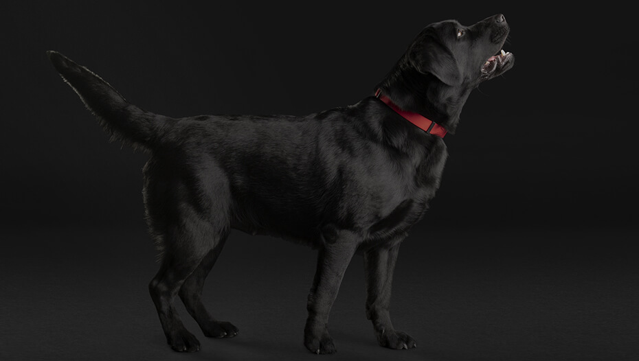 Labrador negru