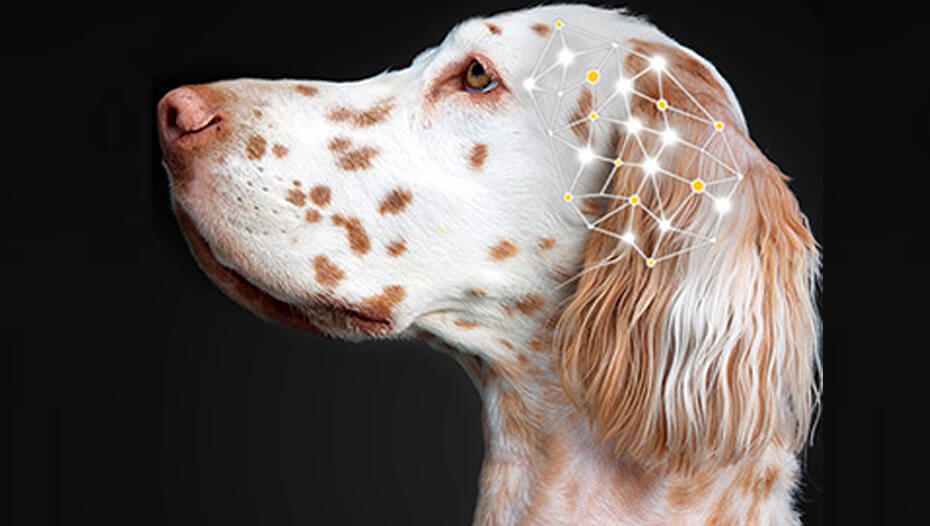 Câine cu grafic peste creier