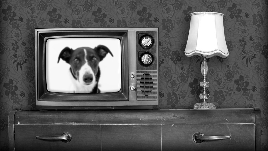 Televizor vechi alb-negru cu un câine
