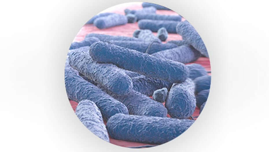 Bacterii pre-biotice