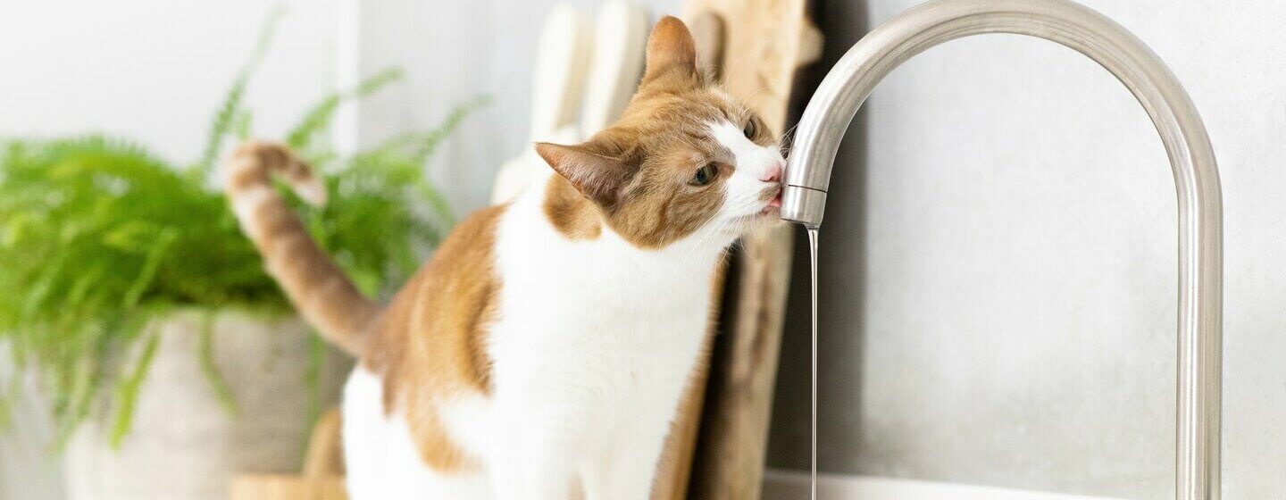 Pisica bea multa apa de la robinet