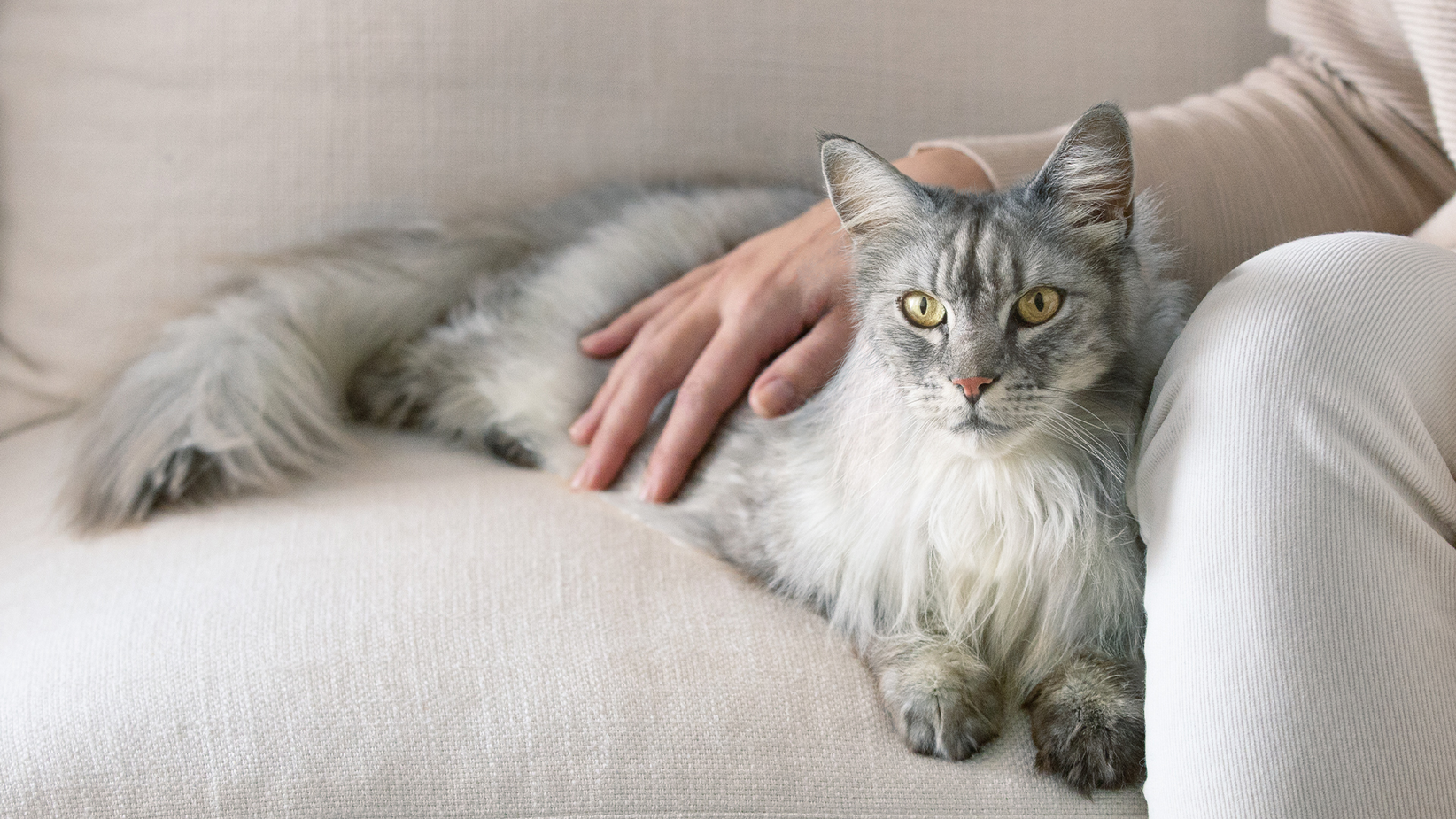 O pisică cenușie cu păr lung, întinsă pe o canapea, cu mâna proprietarului pe spate