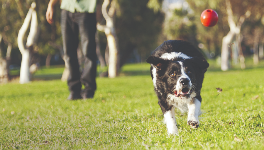 Border Collie urmărește o minge roșie peste o zonă cu iarbă