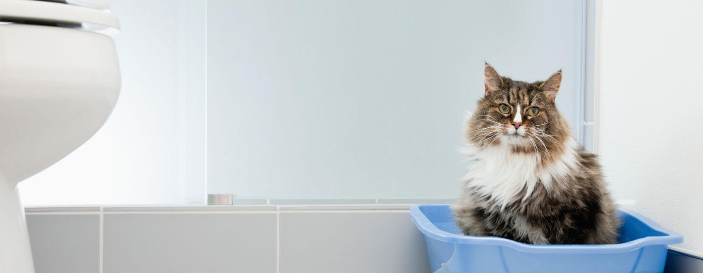 Constipatia la pisici -pisica constipata care sta in litiera albastra in litiera 