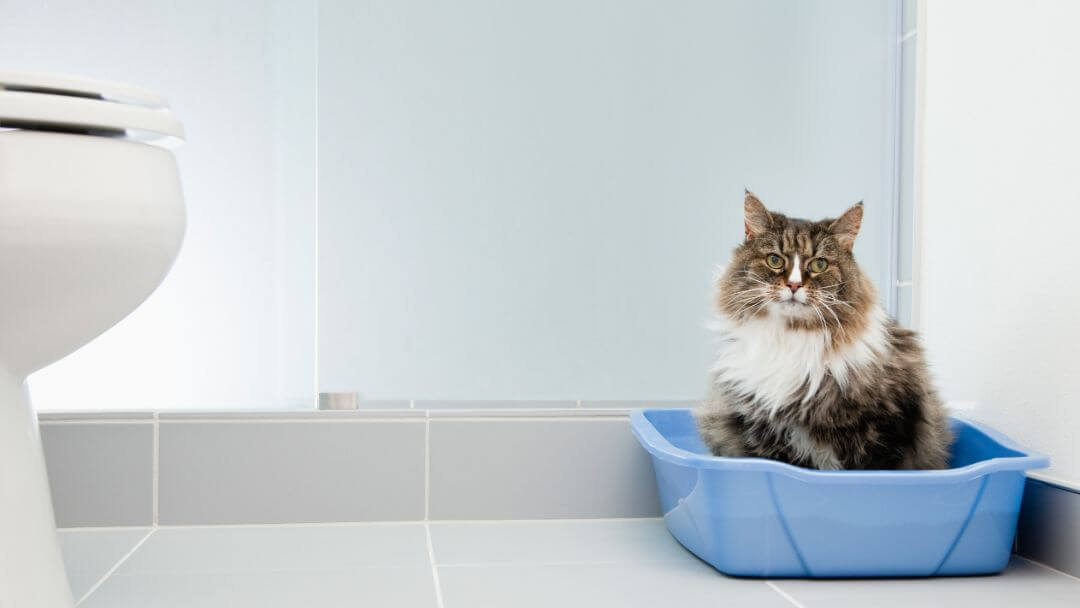 Constipatia la pisici -pisica constipata care sta in litiera albastra in litiera