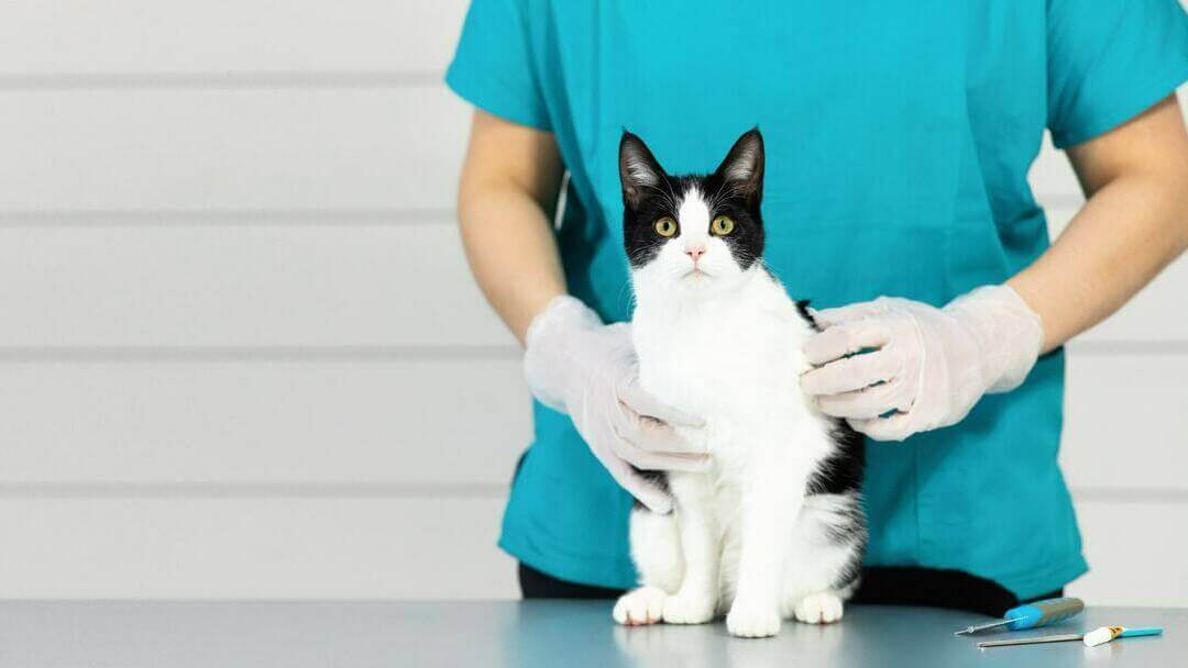 Gripa la pisici: Simptome, Tratament & Efecte pe Termen Lung