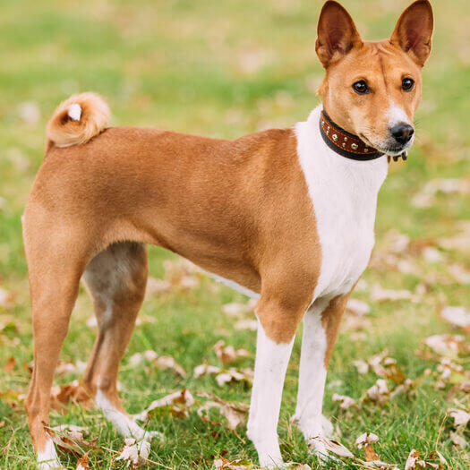  Imagine a unui Basenji in repaus, punand accent pe fruntea cutata si coada stransa in spirala.