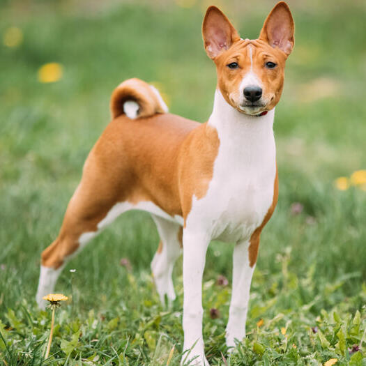 Exemplar Basenji vigilent, reflectand temperamentul sau independent, atent si rezervat.