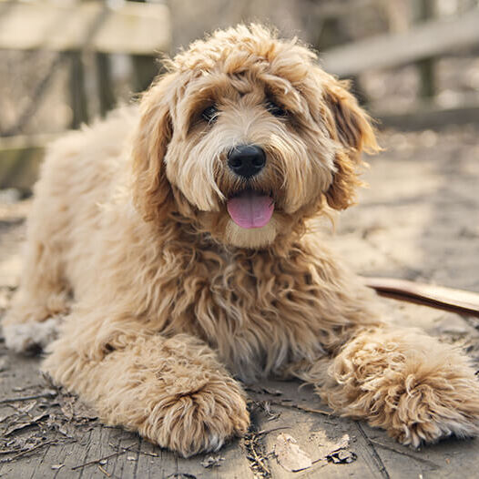 Exemplar Goldendoodle adult.