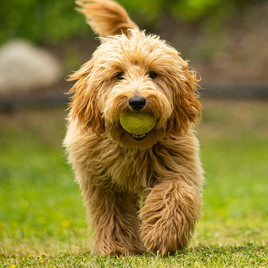 Goldendoodle adult mergând într-un parc, pe iarbă verde.