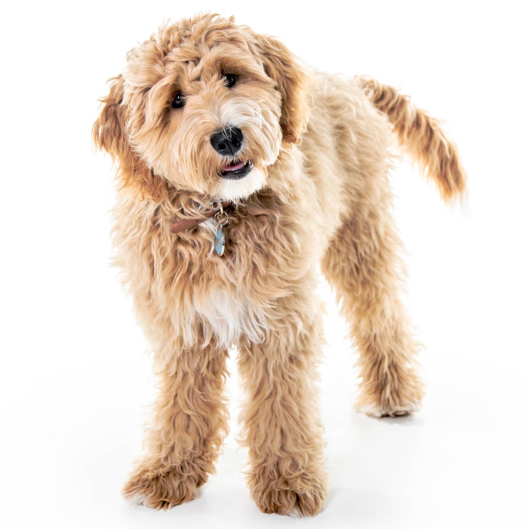 Caracteristici ale rasei Goldendoodle